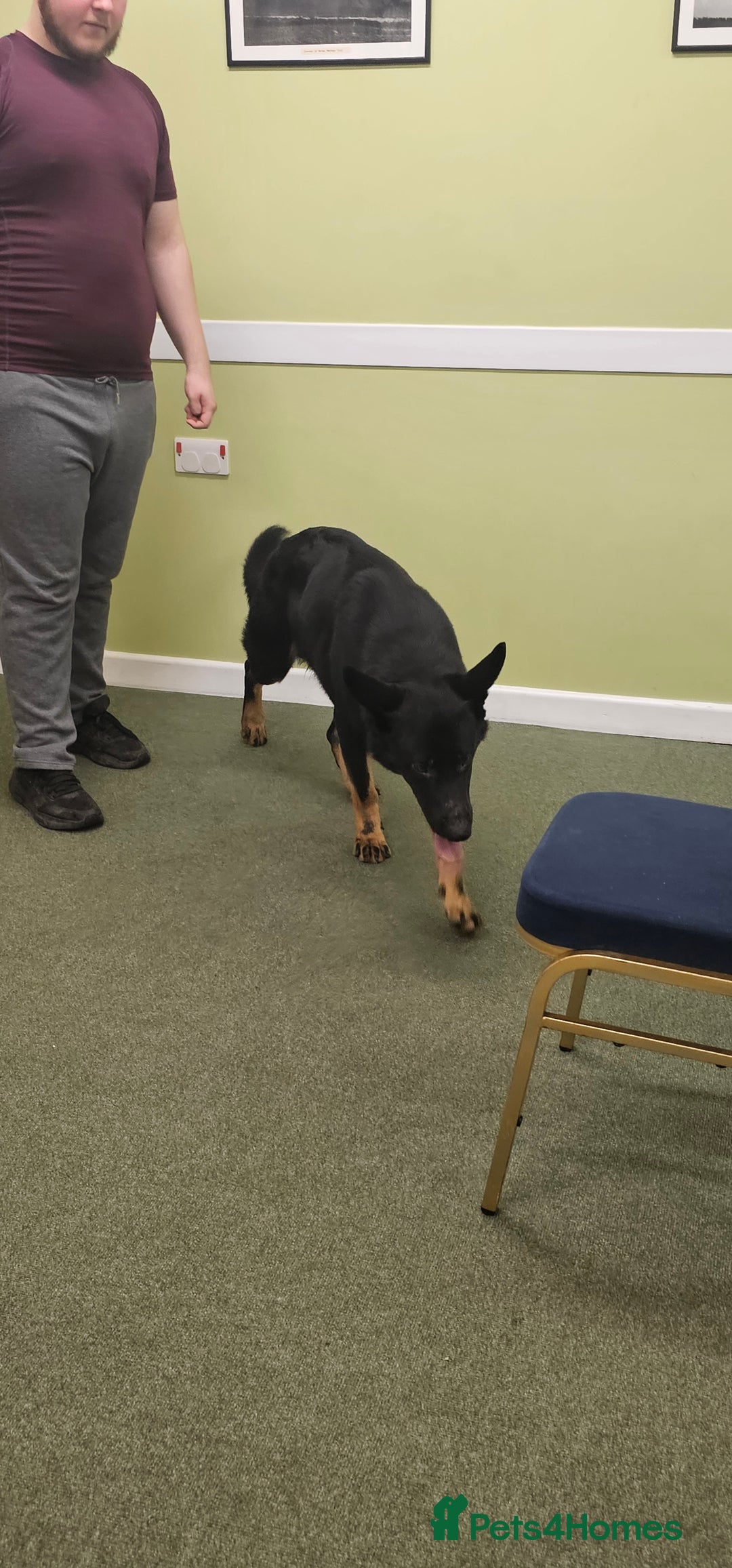 German Shepherd dogs for stud: King Shere khan von shepear at stud in Bedford - Image 10
