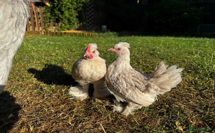 Chickens poultry - Advert 4