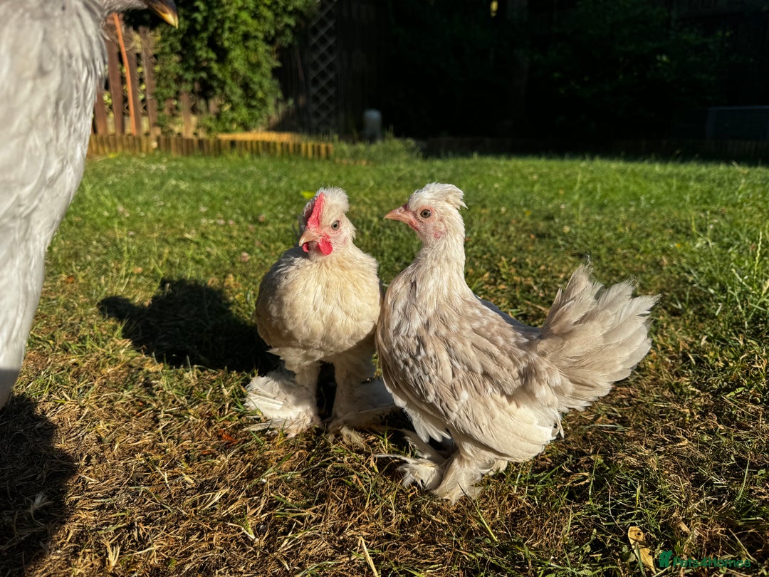 Chickens poultry for sale: Beautiful pair of Sablepoot Burmese chickens  - Image 1