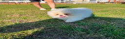 Pomeranian dogs for sale:     Luxury White Pomeranian Puppies  - Advert 2