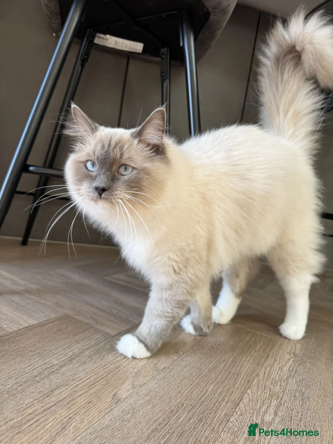Ragdoll cats for sale: Sweet and Friendly Purebred Male Ragdoll  in Dewsbury - Advert 6
