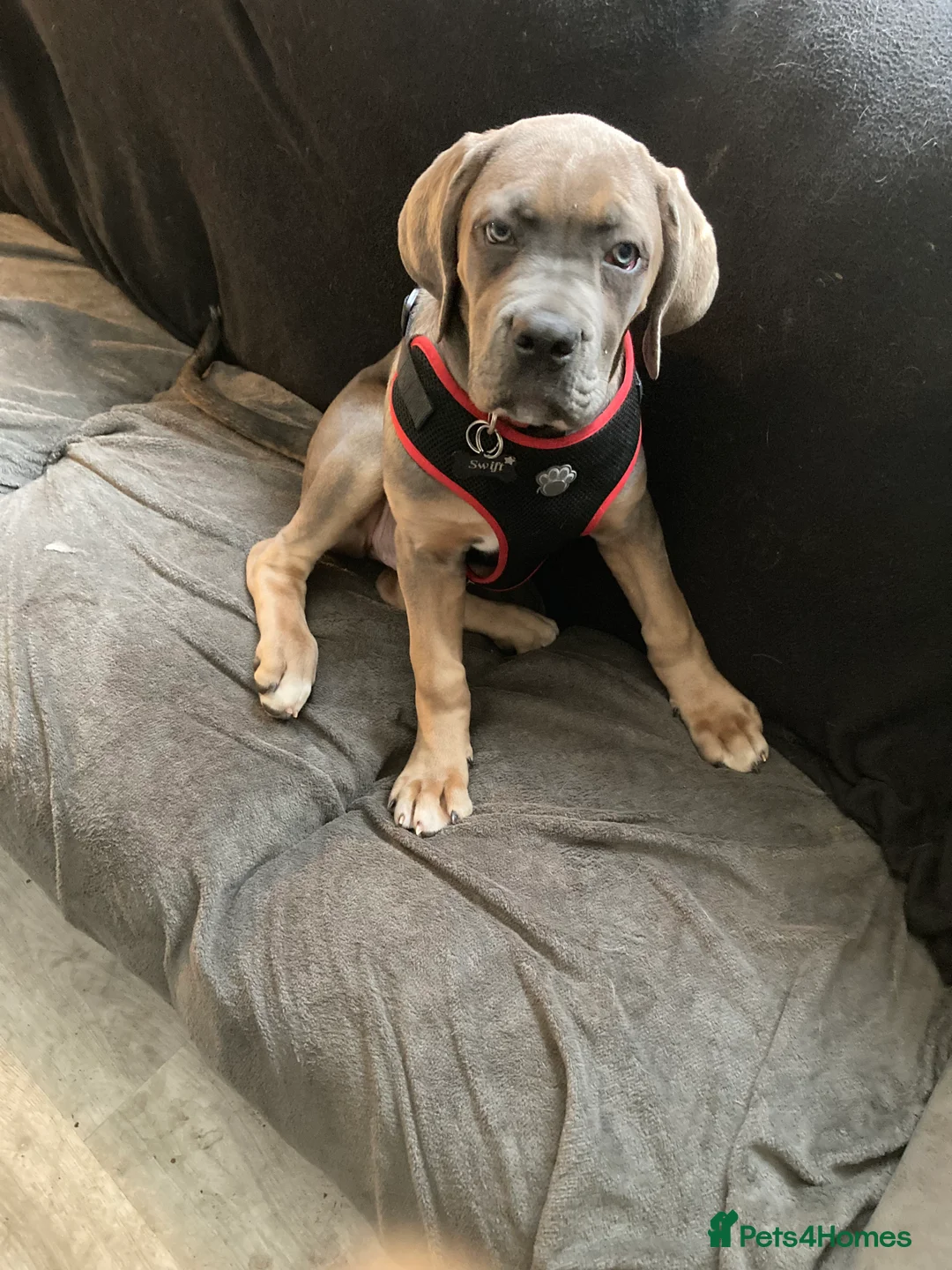 Cane Corso dogs for sale: Female puppy for sale - Advert 16