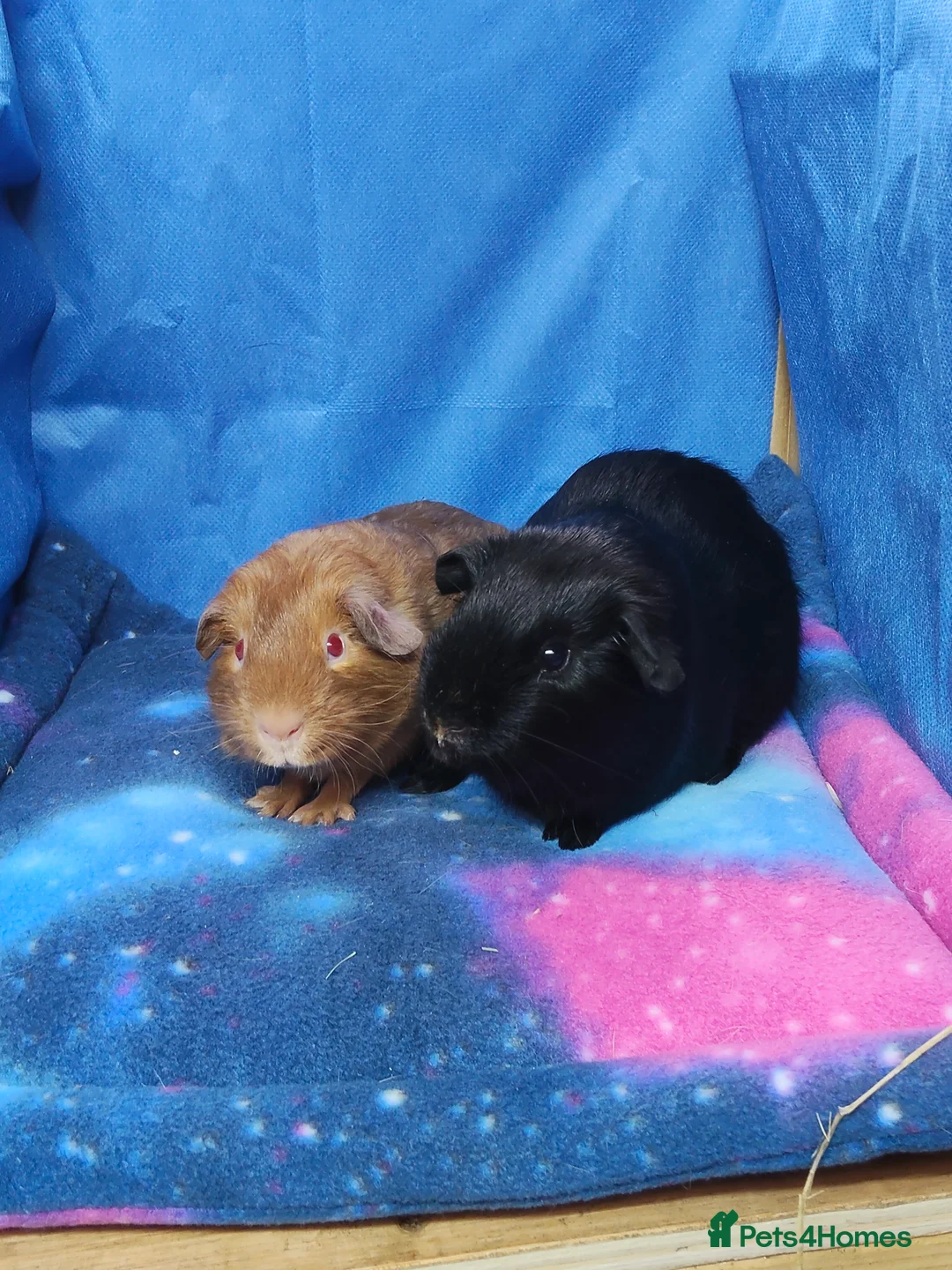 Guinea Pig rodents for sale: Guinea pigs  - Advert 3