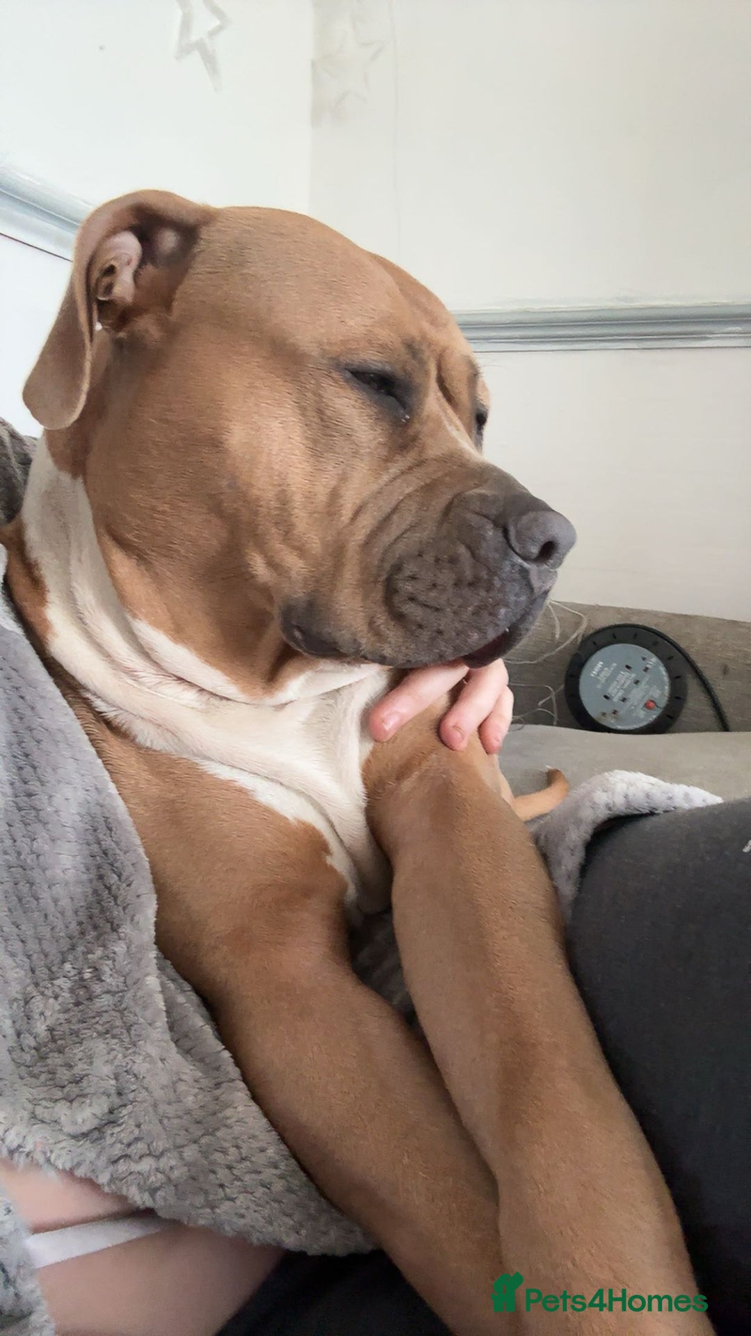 American Bulldog dogs for stud: Looking for a stud - Advert 3