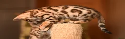 Bengal cats for sale: Registered pedigree bengal kittens - Advert 29
