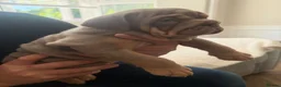 English Bulldog dogs for sale: !! Ready to leave Friday English Bulldog puppy’s ! - Advert 10