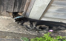 Mixed Breed cats for sale: Looking for their forever home! - Image 6