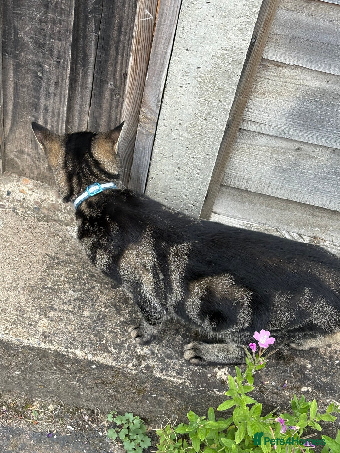 Mixed Breed cats for sale: Looking for their forever home! - Image 6