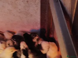 Chickens poultry Chicks - Advert 4