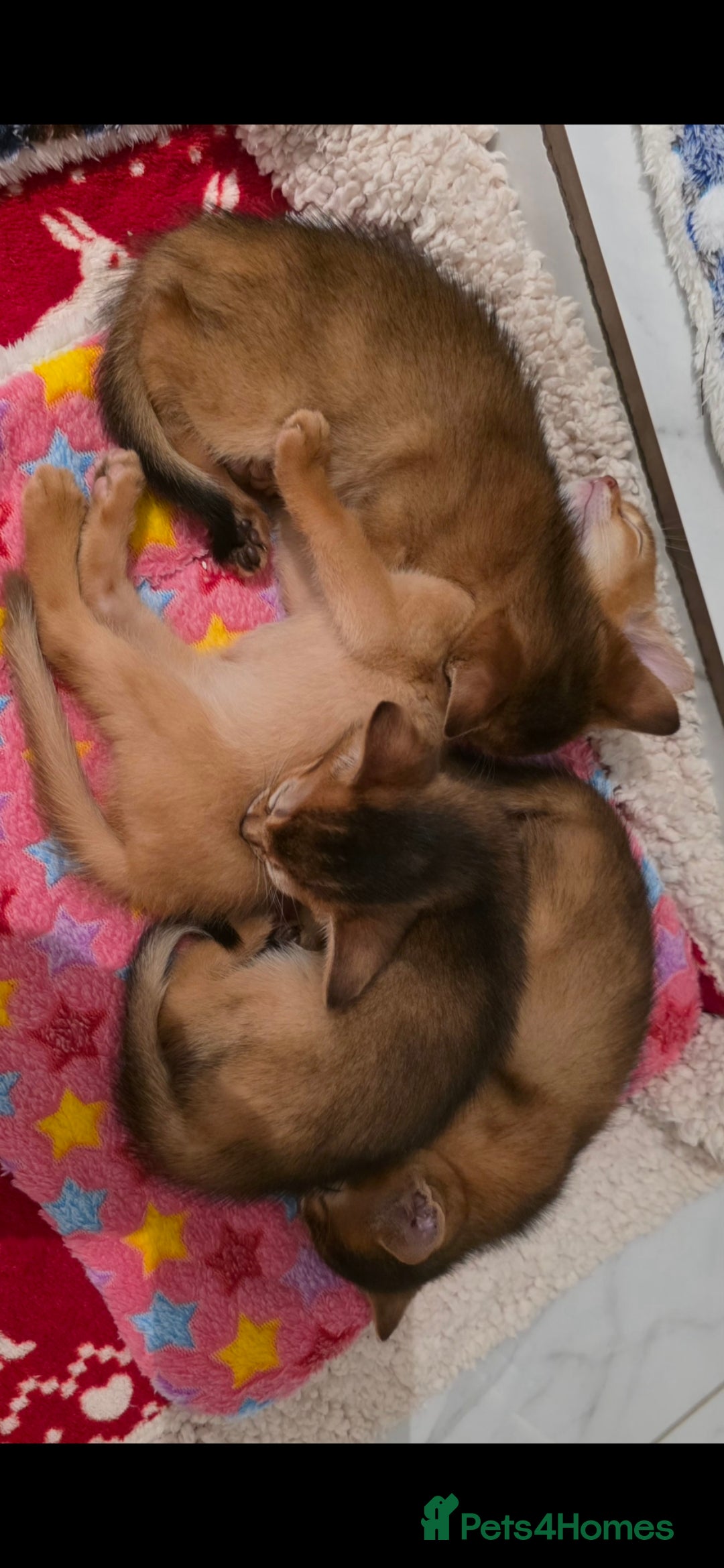 Abyssinian cats for sale: Adorable Abyssinian Kittens - Image 14