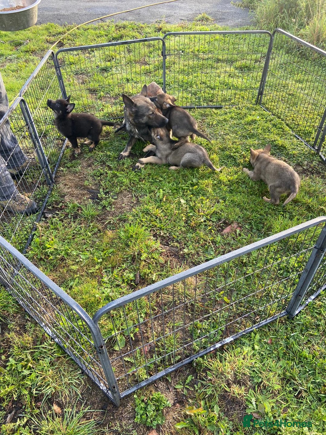 German Shepherd dogs for sale: 🌟Stunning KC Registered German Shepherd Pups🌟 - Image 8