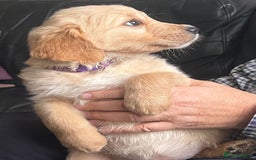 Golden Retriever dogs for sale: 🐾 Golden Retriever Puppies – Ready Now! 🐾 - Image 23