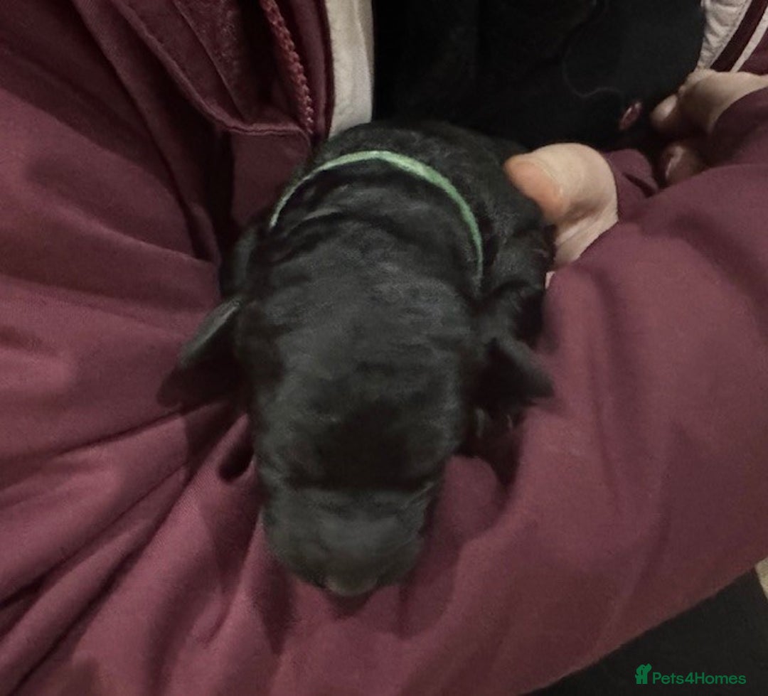 Australian Labradoodle dogs for sale: Annie's Australian Labradoodle Puppies are here! - Advert 15