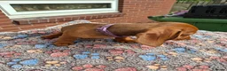 Miniature Dachshund dogs for sale: Lovely litte girl looking for her sofa - Advert 4