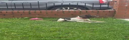 English Springer Spaniel dogs for sale: English Springer Spaniel  - Advert 2
