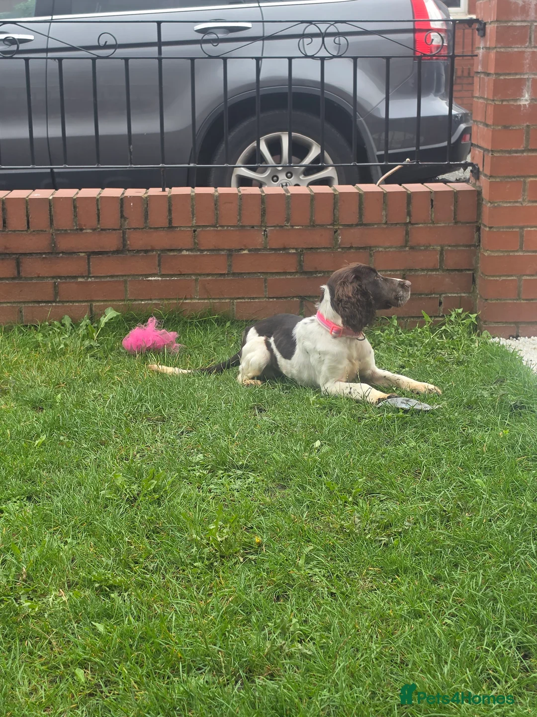 English Springer Spaniel dogs for sale: English Springer Spaniel  - Advert 2