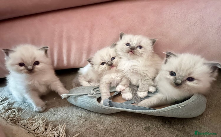 Ragdoll cats - Advert 2