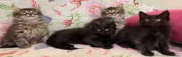 Maine Coon cats for sale: Maine Coon Absolutely  beautiful Kittens for Sale  - Advert 6