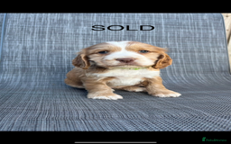 Cocker Spaniel dogs for sale: Beautiful Cocker Spaniel Puppies  - Image 14
