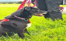 Mixed Breed dogs for adoption: Nina, 3 years, foster or adoption - Image 2