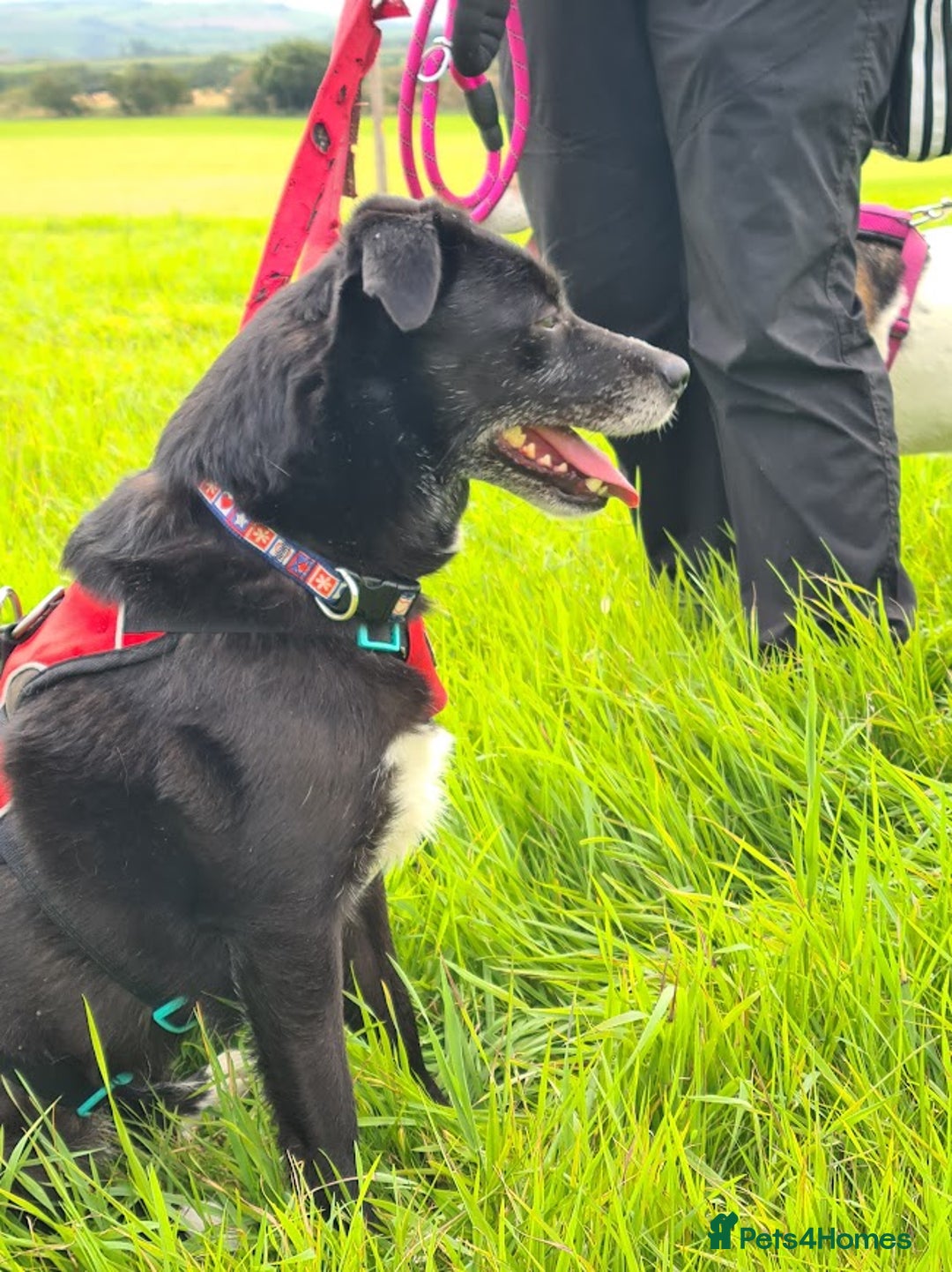 Mixed Breed dogs for adoption: Nina, 3 years, foster or adoption - Image 2