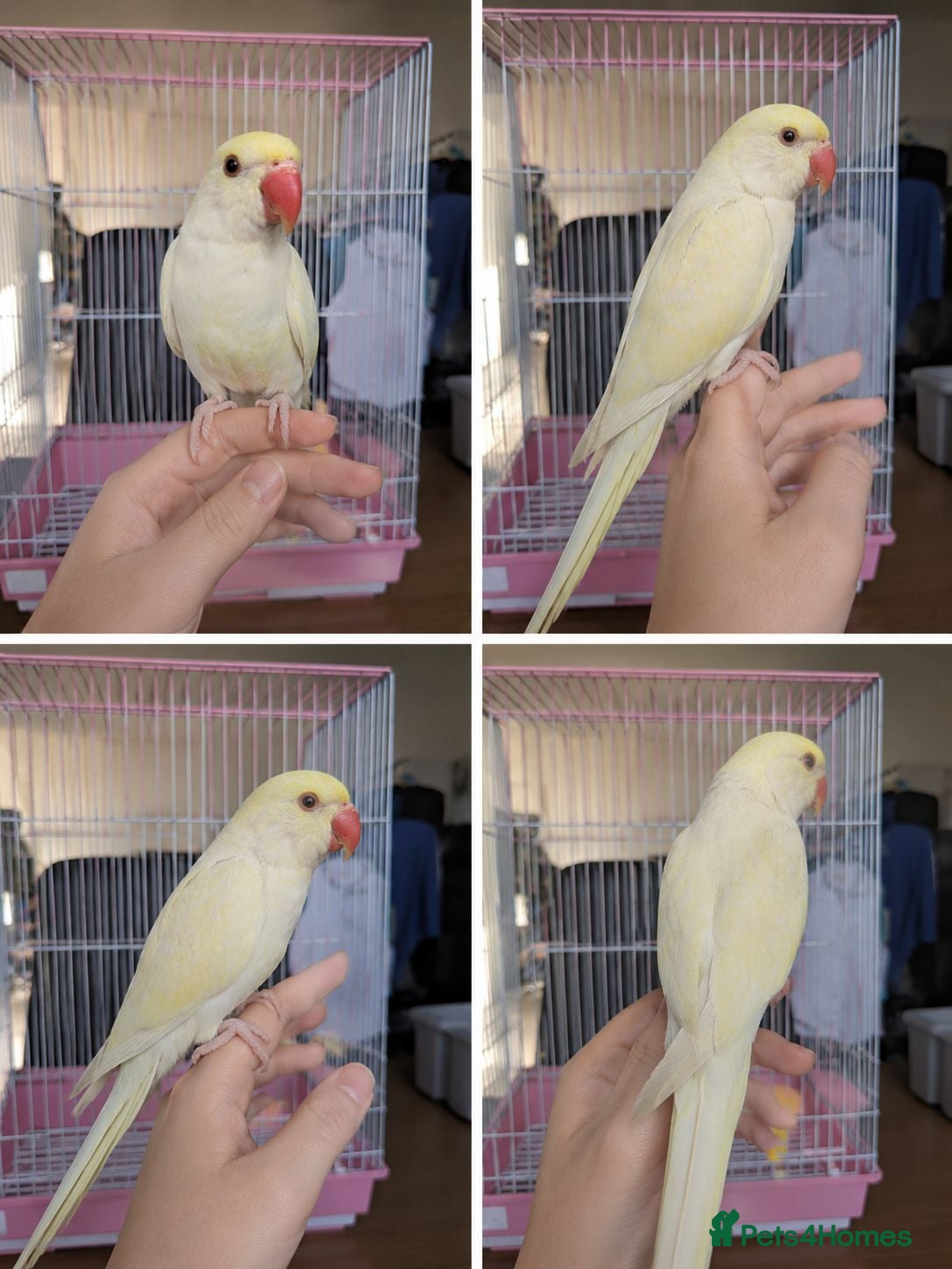 Ringnecks birds Indian Ringnecks babies olive and lemon creamino  - Advert 1