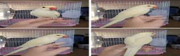 Ringnecks birds for sale: Indian Ringnecks babies olive and lemon creamino  - Advert 1