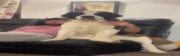 Saint Bernard dogs for stud: KC Registered pure breed stallion is up for STUD  - Advert 2