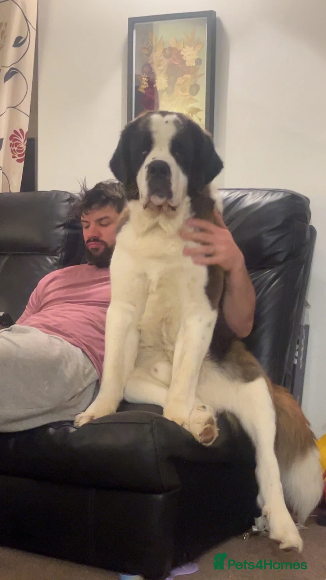 Saint Bernard dogs for stud: KC Registered pure breed stallion is up for STUD  - Advert 2