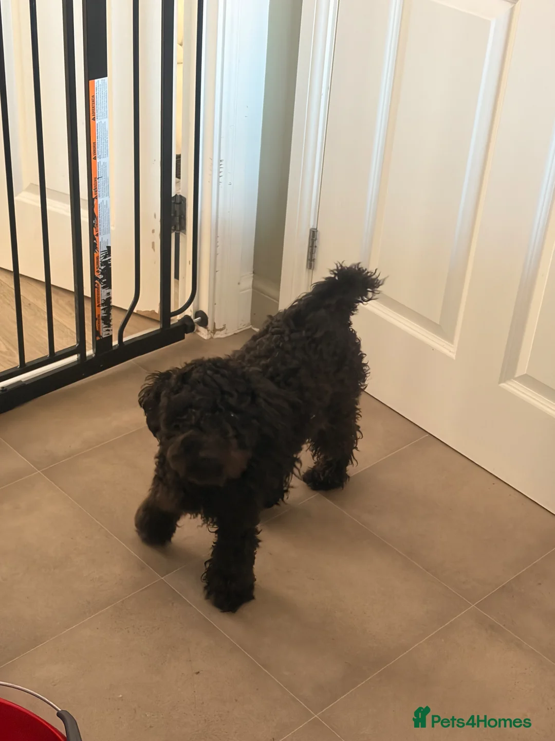 Cavachon dogs for sale: 6 month old Polly  looking for new home in Newbury - Advert 2