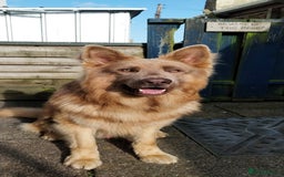 German Shepherd dogs for stud: KC health tested isabella german shepherd for stud - Advert 2