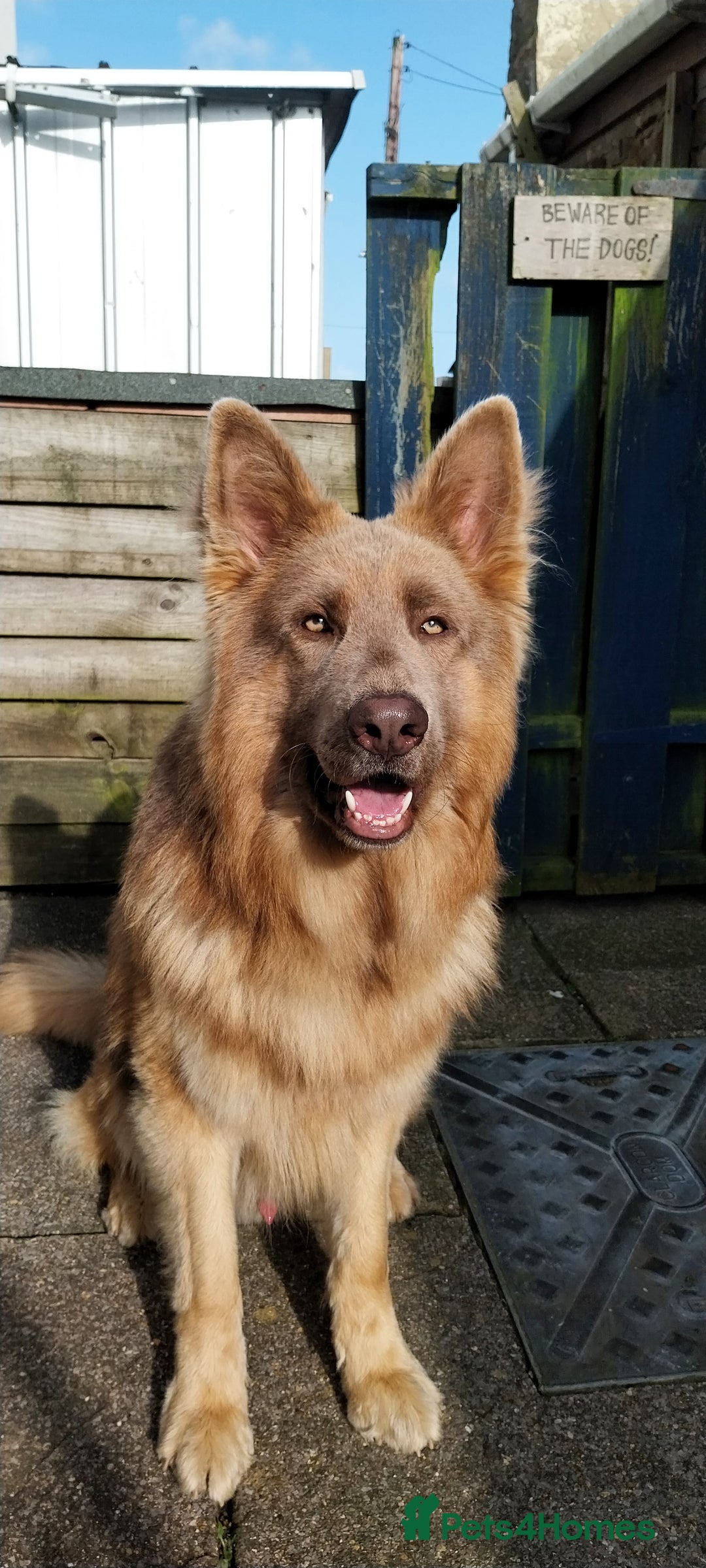 German Shepherd dogs for stud: KC health tested isabella german shepherd for stud - Advert 2