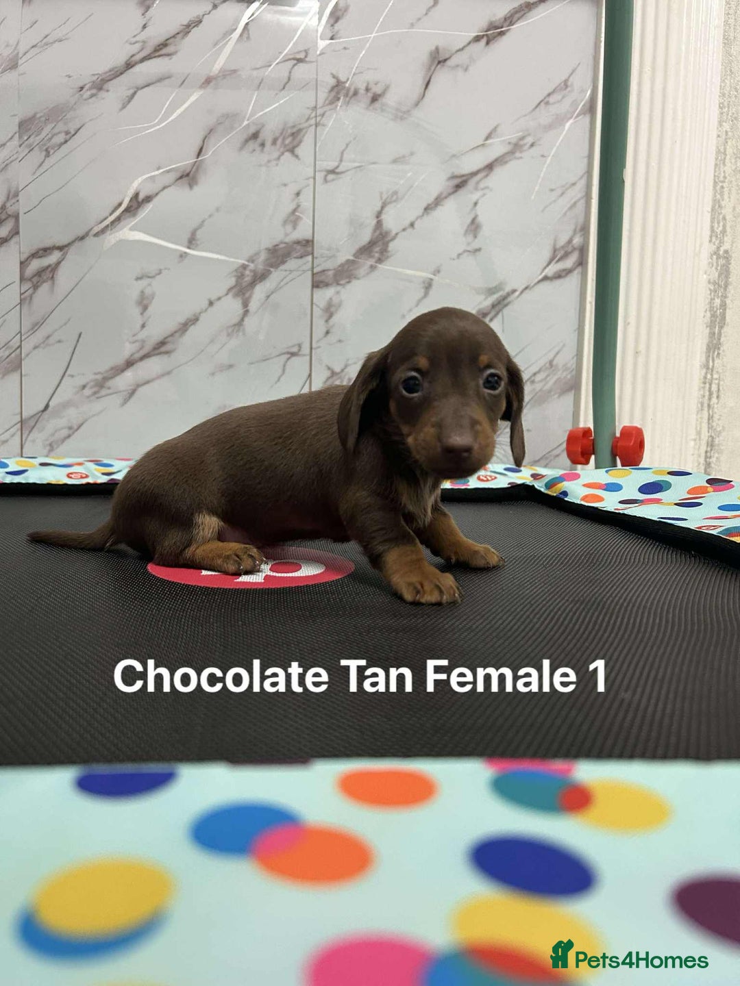 Miniature Dachshund dogs for sale: ❤️❤️Miniature Dachshunds❤️❤️ - Advert 4
