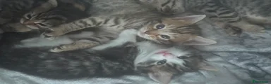 British Shorthair 2