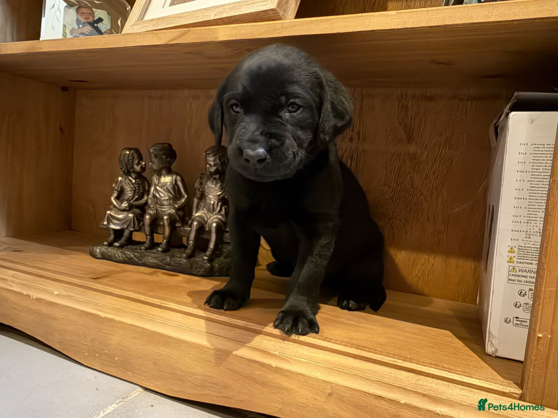 Labrador Retriever dogs ONE outstanding chunky BLACK pup available - Advert 3