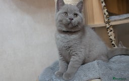 British Shorthair cats for sale: Only one boy available 💜🐾 - Image 8