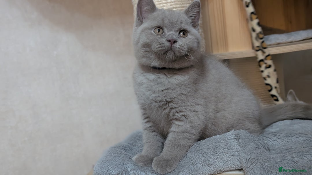 British Shorthair cats for sale: Only one boy available 💜🐾 - Image 8