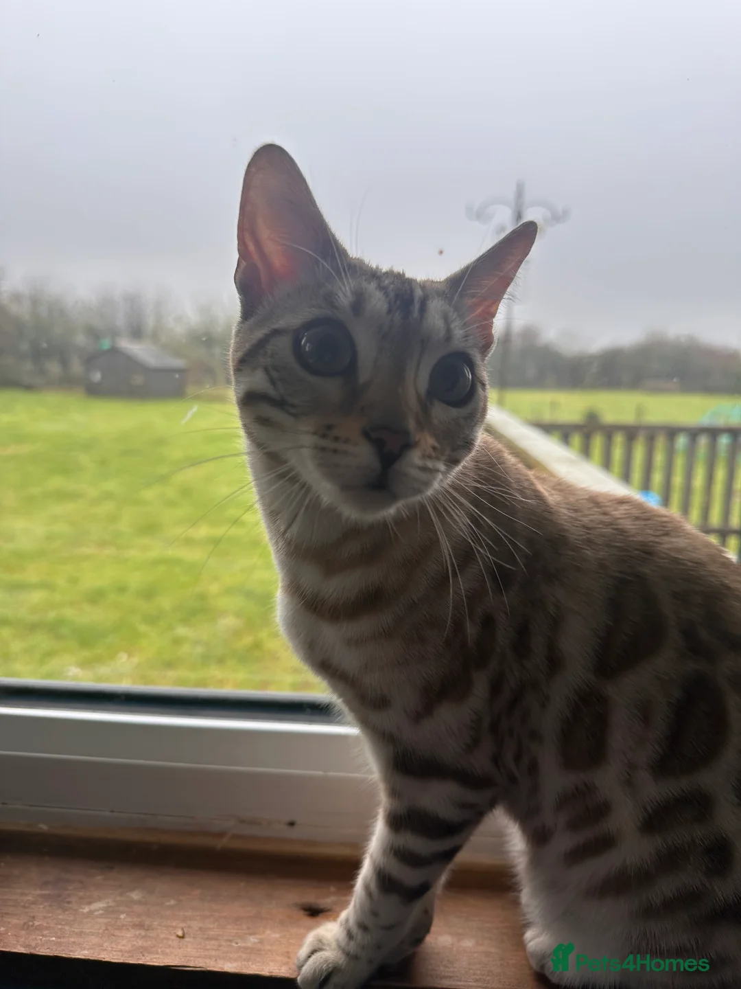 Bengal cats for sale: Beautiful young female Bengal  - Advert 3