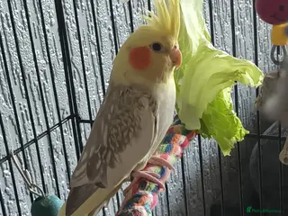 Cockatiels birds 2 Cockatiel's for Sale - Advert 2