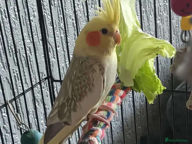 Cockatiels birds 2 Cockatiel's for Sale - Advert 2