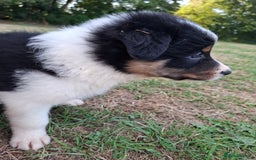 Border Collie dogs for sale: 7 border collie pups 🌟  - Image 3