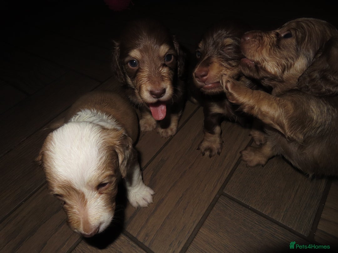Miniature Dachshund dogs for sale: Long-Haired KC Miniature Dachshund Puppies  - Advert 13
