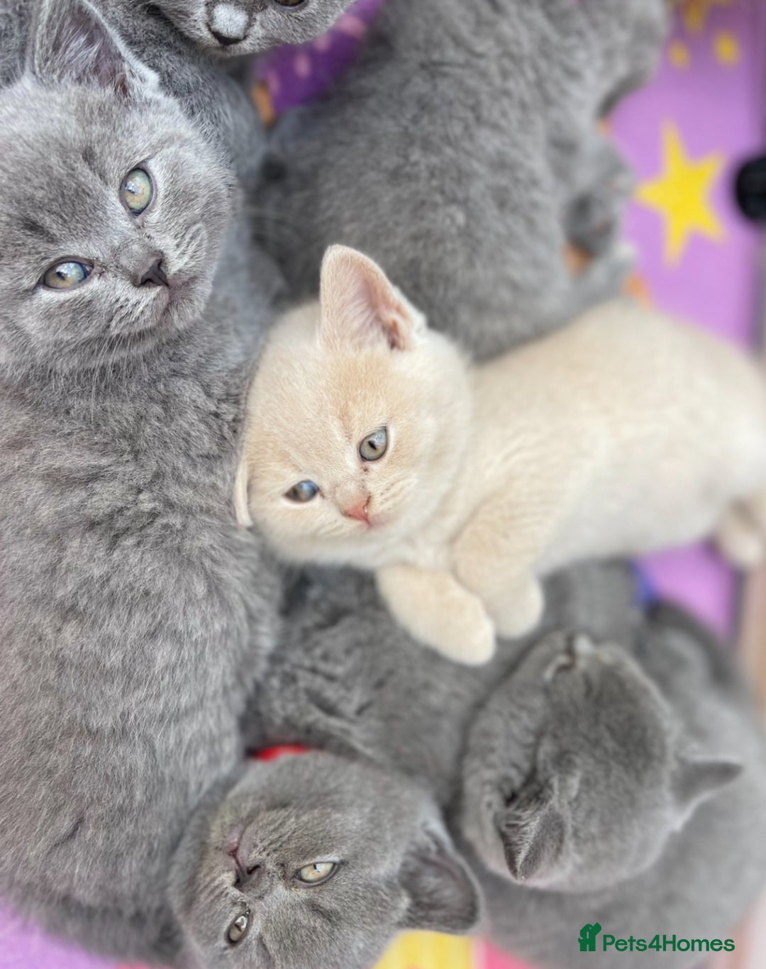 British Shorthair cats for sale: Only 1 Active British Shorthair Girl Left  - Image 11