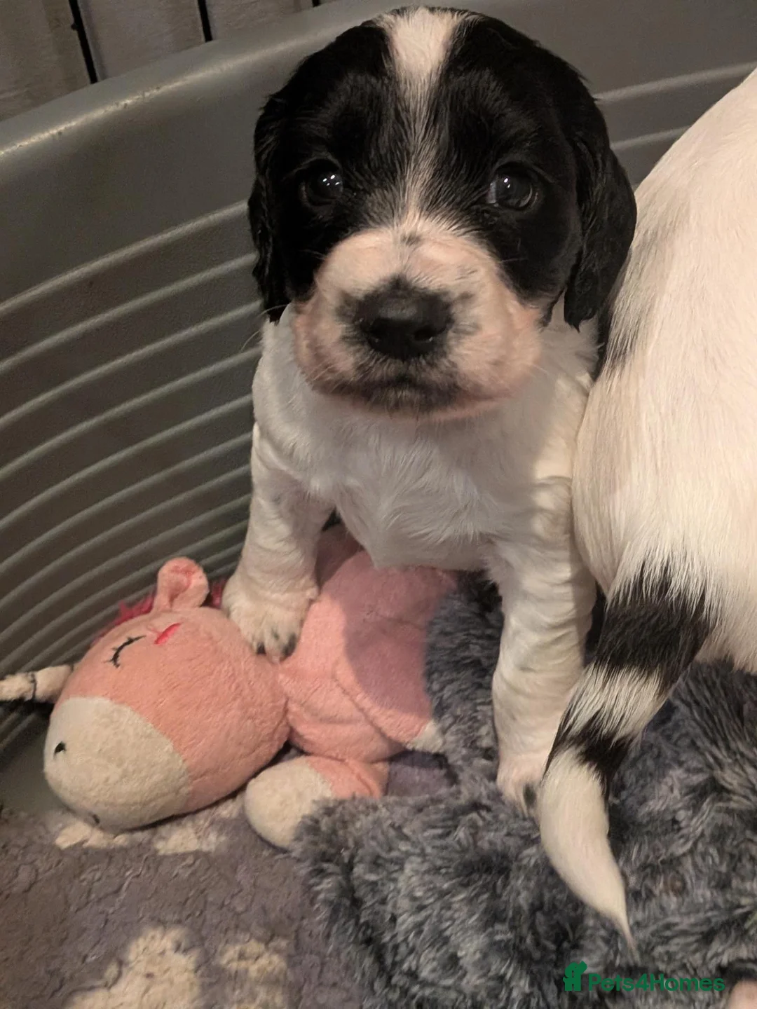 Cocker Spaniel dogs for sale: Stunning working cocker spaniels  - Advert 2