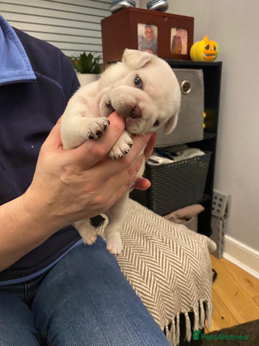 Pug dogs for sale: Pug Puppies - Image 5