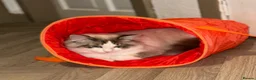 Ragdoll cats for sale: 3/4 Ragdoll. Last kitten left.  - Advert 11