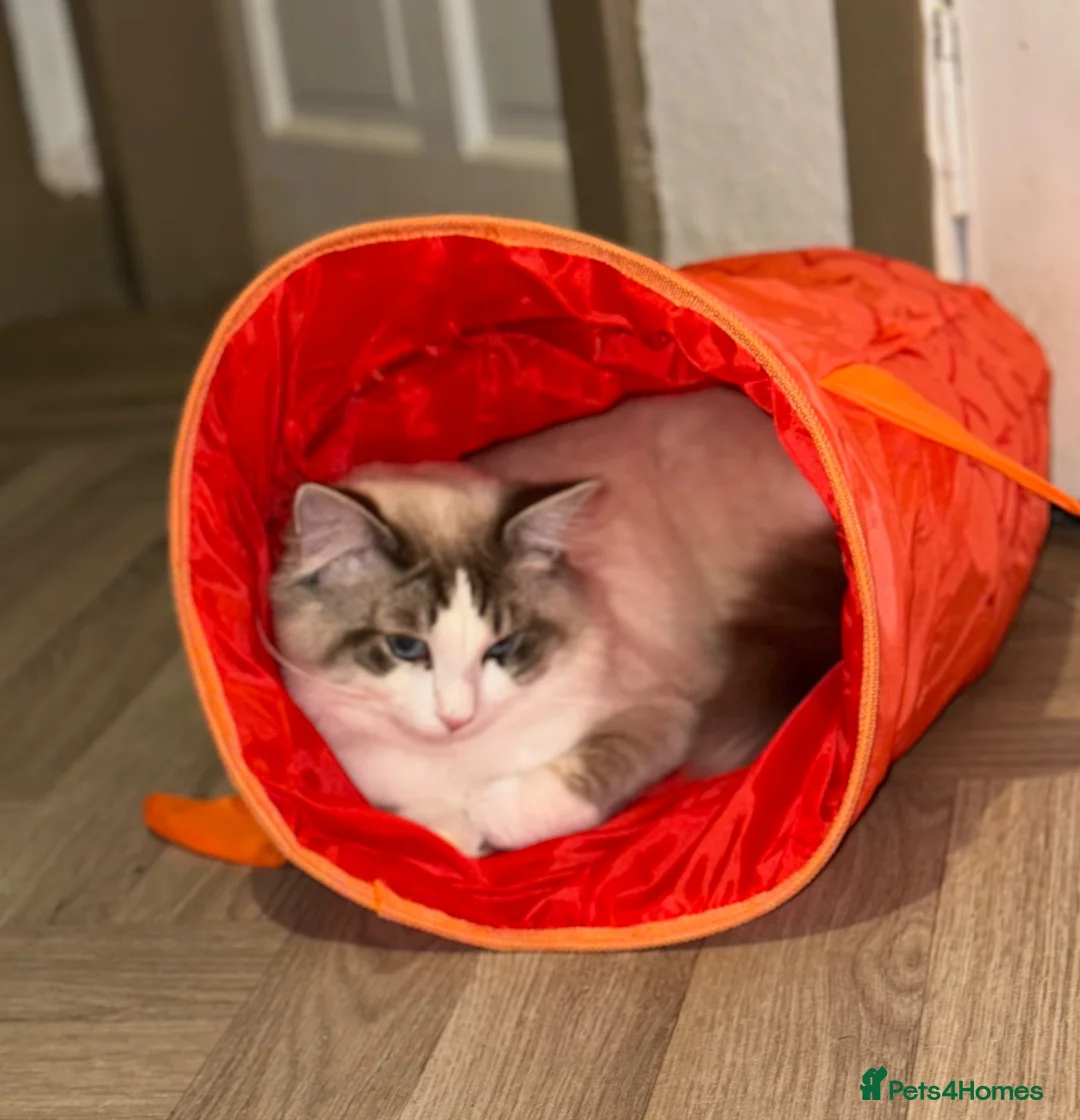 Ragdoll cats for sale: 3/4 Ragdoll. Last kitten left.  - Advert 11