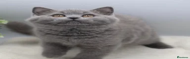 British Shorthair blue