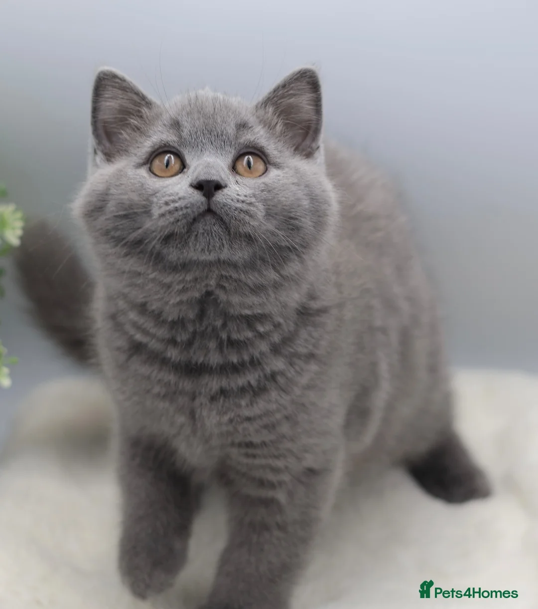 British Shorthair cats for sale: PEDIGREE REGISTERED CHUNKY BRITISH SHORTHAIRS - Advert 17