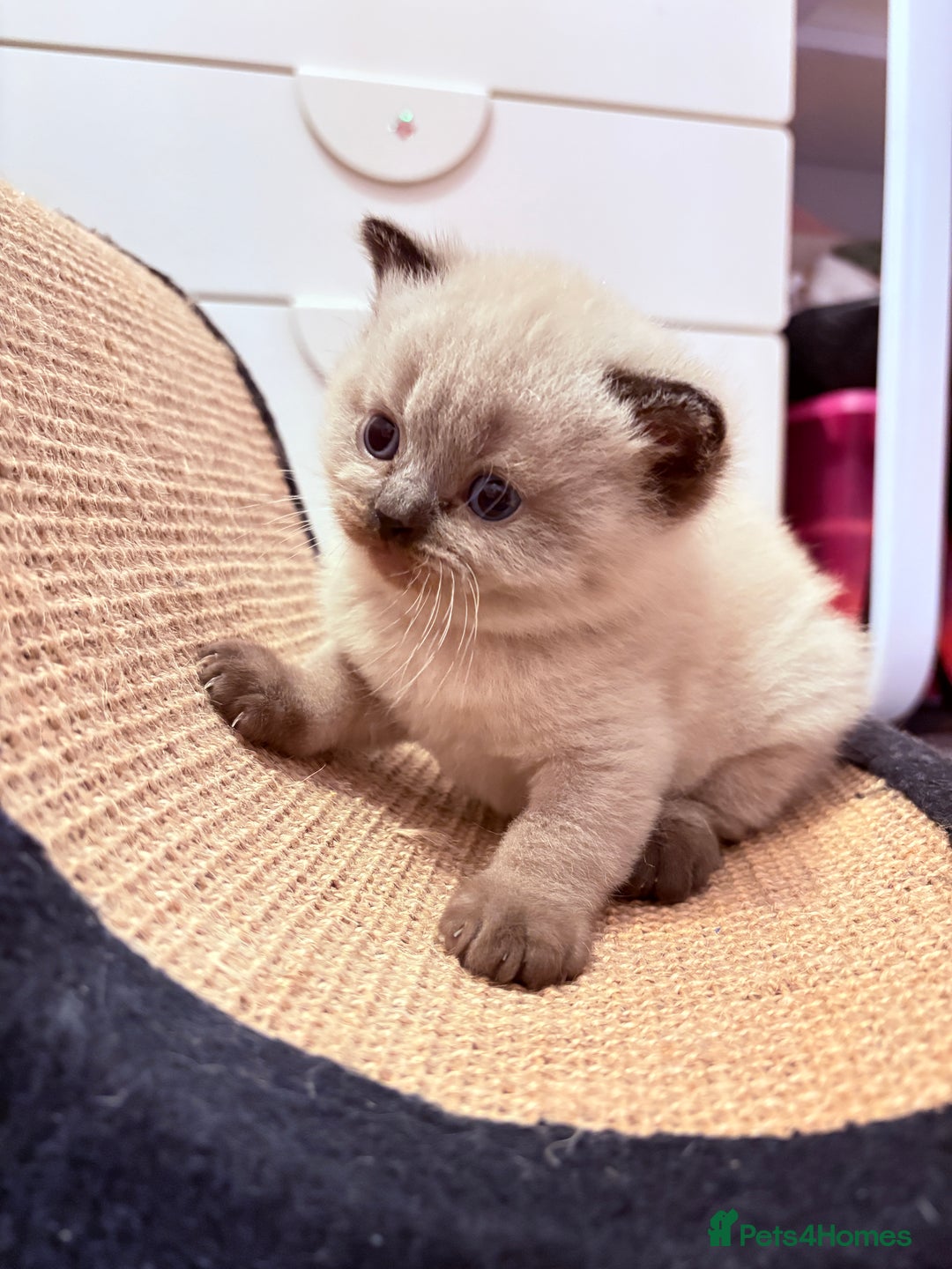 British Shorthair cats for sale: Beautiful GCCF Registered MultiColoured BSH kitte  - Advert 22